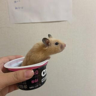 キンクマハムスター