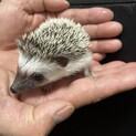 ハリネズミの里親募集