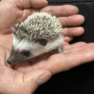 ハリネズミの里親募集