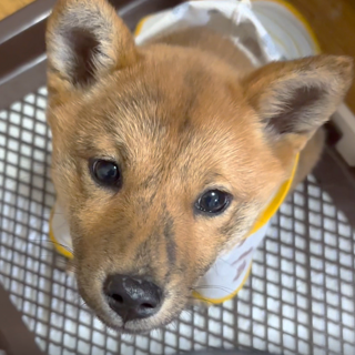 元気いっぱい賢い『ちぃ』ちゃん(*^▽^*)