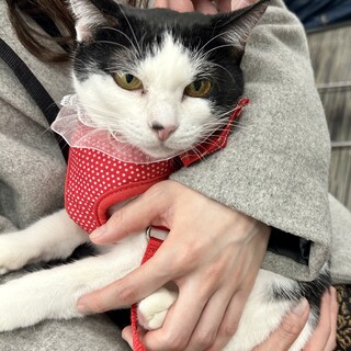 ���₩�Ȑ��i�ƂĂ������₷�����̎q��m���m