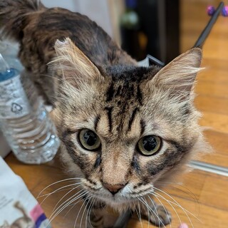 ムー：長毛の人なつっこい美男子※トライアル中※