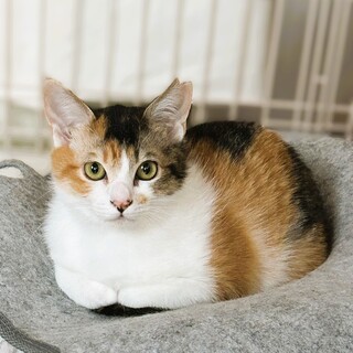 ★里親様決定★おちょぼ口でとっても可愛い三毛❤ネネ