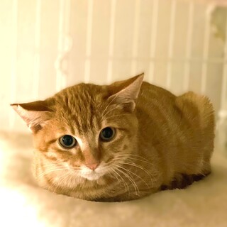 ★里親様決定★超怖がりだけど好奇心旺盛❤トト