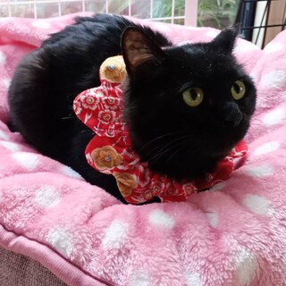 ☆ひかえめ黒猫女子♪2,3歳 くるりん団子尻尾☆☆