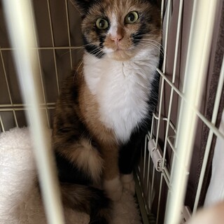 窓際大好き。鮮やか色の紅ちゃん