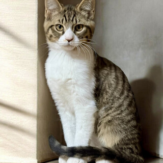 まんまる❤ふわふわハチワレ兄弟 豆太くん