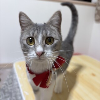 �O���[�̖ѕ��݂̔��L��?�u�L�����f�B�����v6����