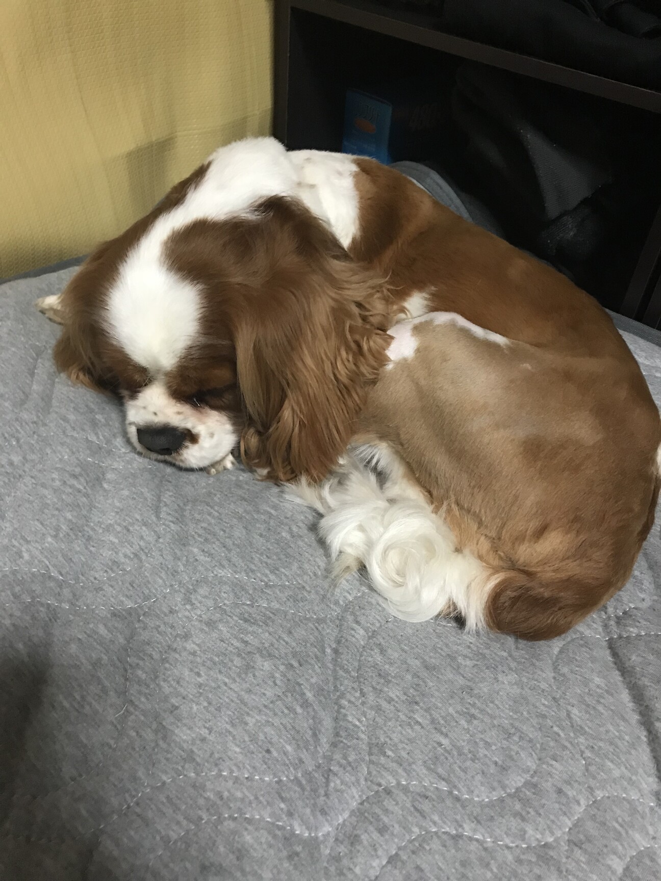 キャバリアの里親さん募集します サムネイル1