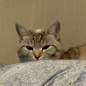 はりーよしー