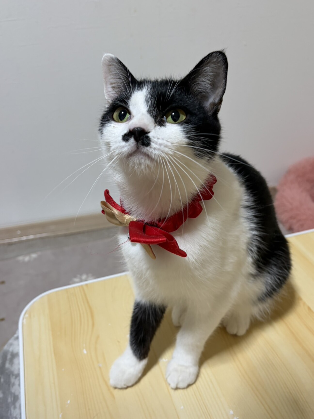ハチワレ！可愛いちょびひ」東京都 - 猫の里親募集(535569