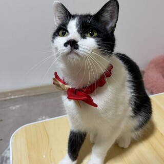 �n�`�����I��������тЂ��w���e�����x �T����