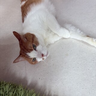 ノム：人馴れ抜群！スリゴロ茶白男子