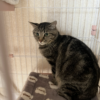 控えめなシャイな子です。