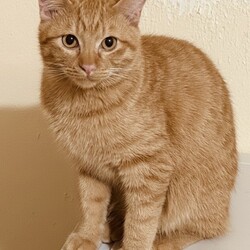 つちねこ譲渡会 サムネイル2