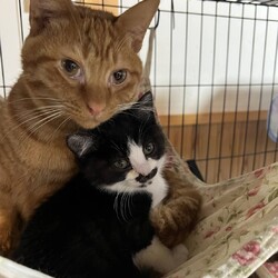 つちねこ譲渡会 サムネイル3