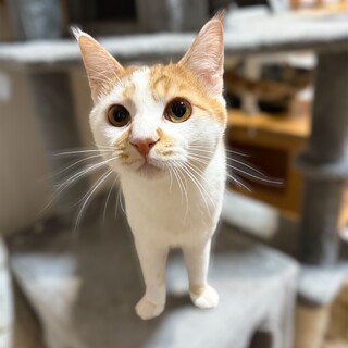 �ق�ق�I�t�����h���[�Ȓj�̎q�w�X�t���x�X�J��