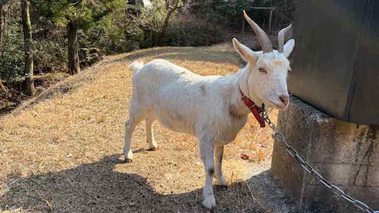 真っ白な5歳のメスやぎ、...」愛媛県 - 爬虫類・他の里親募集(535575 