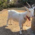 真っ白な5歳のメスやぎ、とっても小型です