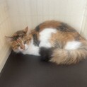 癒し系‪‪❤︎‬大人しい美猫のハミちゃん