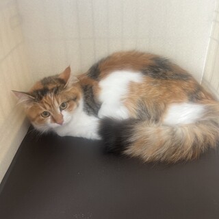 �����n??��??��l�������L�̃n�~�����