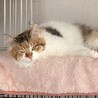 癒し系‪‪❤︎‬大人しい美猫のハミちゃん サムネイル3