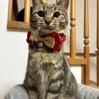 �A���V������ÁX�̊Â���V�u�A�������v�P��