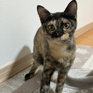 �Â���V�̃T�r�L�u�����߂����v1��