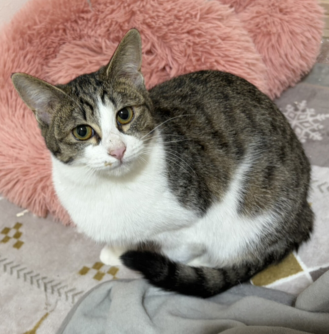 キジ白のハチワレ「ポップ」東京都 - 猫の里親募集(535580) 1枚目の