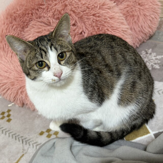 キジ白のハチワレ「ポップ」東京都 - 猫の里親募集(535580) 1枚目の