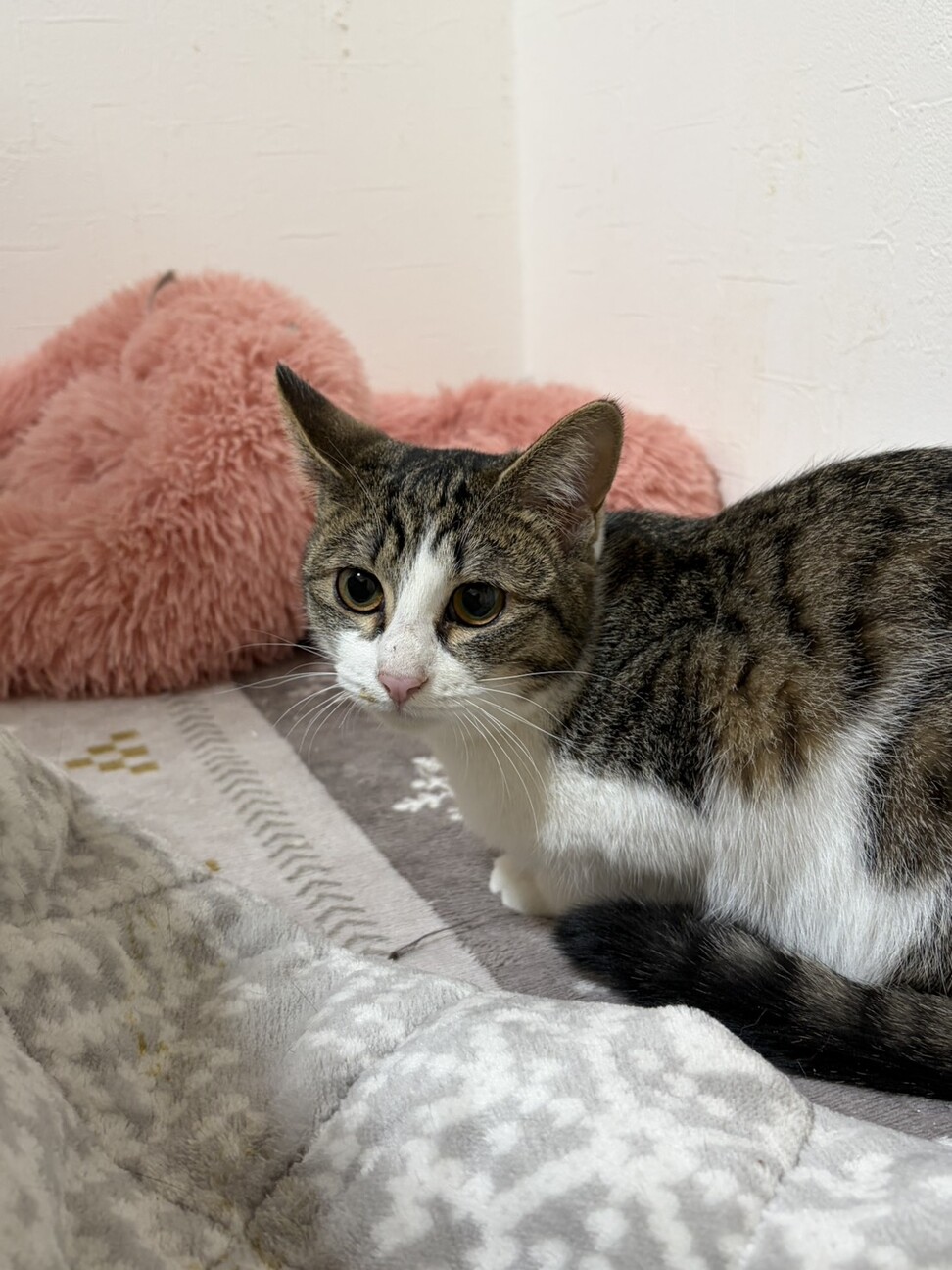 キジ白のハチワレ「ポップ」東京都 - 猫の里親募集(535580) 5枚目の