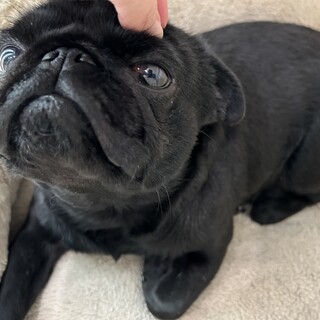 黒パグ 3歳の男の子
