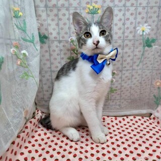 ���ς��V�эD���I�u�N�b�L�[�N�v�U����