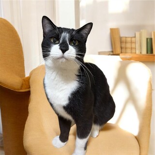 �R�A���̂悤�ȃn�`���� �u�R�A���N�v�W����