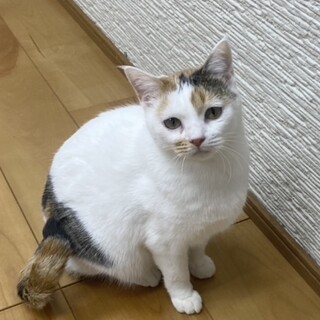 �ۊ炪�������ĉ��₩??��??�ӂ������