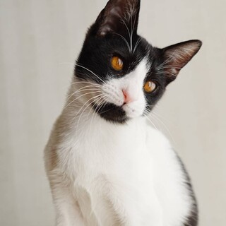 【銀河】つぶらな瞳がかわいい。あまえるの大好き