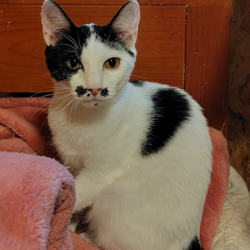 古河ねこ譲渡会 サムネイル2