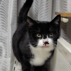 古河ねこ譲渡会