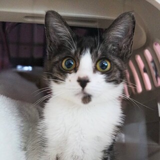 【流星】大きな瞳　珍しいグレースモークハチワレ