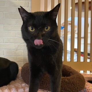 ワンパク小僧でゴロすりニャンコ♡ヘンリー君