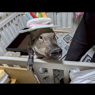 この子を家族の一員にして下さい