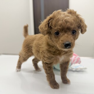 【子犬】12月に生まれました！多頭飼育崩壊から保護