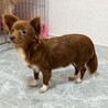 【子犬】12月に生まれました！多頭飼育崩壊から保護 サムネイル7