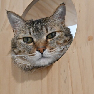 ジュン：わがままボディが愛おしい甘えん坊