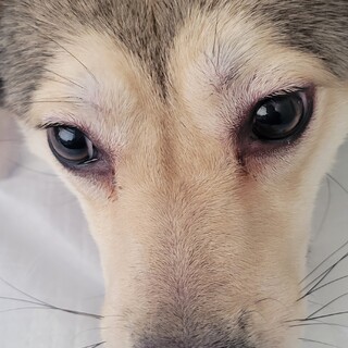 崖っぷちの野犬のハーゲン