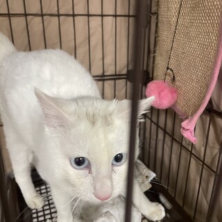 真っ白　白（しろ）