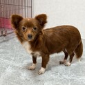 好奇心旺盛なチワプー♪ 多頭飼育崩壊から保護