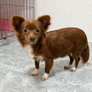 好奇心旺盛なチワプー♪ 多頭飼育崩壊から保護