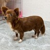 好奇心旺盛なチワプー♪ 多頭飼育崩壊から保護 サムネイル2