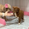 好奇心旺盛なチワプー♪ 多頭飼育崩壊から保護 サムネイル3